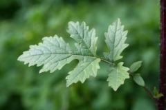Leaves-of-White-Mustard