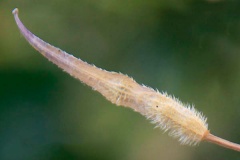 Mature-seed-pod-of-White-Mustard