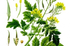 Plant-Illustration-of-White-Mustard