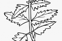 Sketch-of-White-Mustard