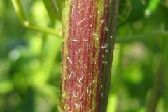 Stem-of-White-Mustard