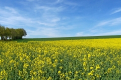 White-Mustard-farming