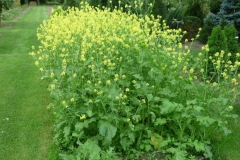White-Mustard-plant