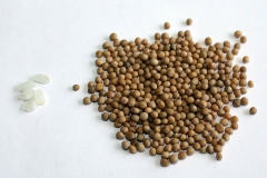 White-Mustard-seeds