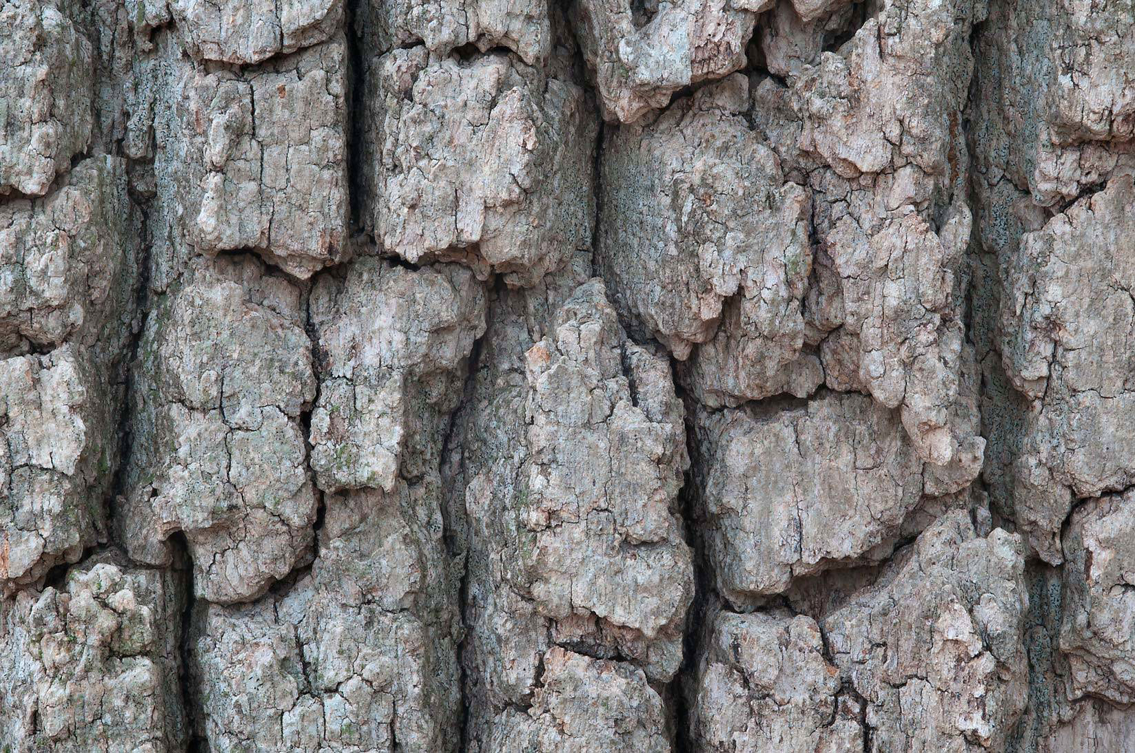 Closer-view-of-bark-of-White-oak