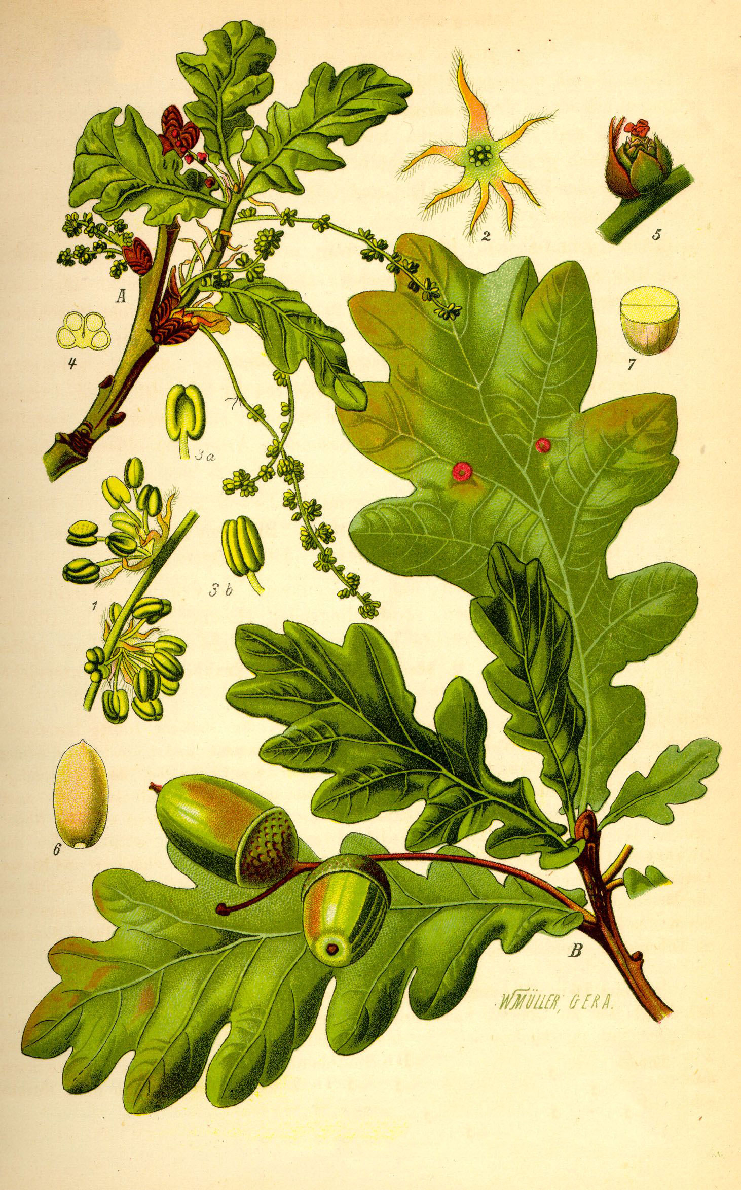 Plant-Illustration-of-White-oak