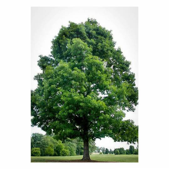 White-oak-Tree