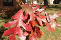 Autumn-foliage-of-White-oak