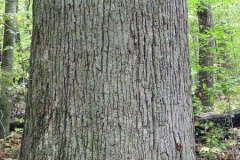 Bark-of-White-oak