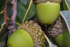 Immature-fruits-of-white-Oak