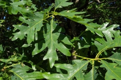 Leaves-of-White-oak