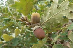 Mature-Fruits-of-White-oak