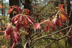 New-foliage-of-White-oak