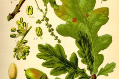 Plant-Illustration-of-White-oak