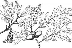 Sketch-of-White-oak