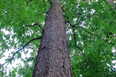 Trunk-of-White-oak