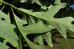 Ventral-view-of-leaf-of-White-oak