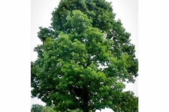 White-oak-Tree