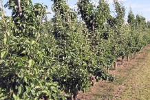 White-pear-farm