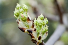 White-pear-flower-buds
