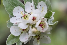 White-pear-flowers