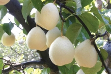 White-pear-fruit