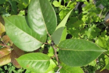 White-pear-leaves