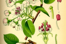 White-pear-plant-illustration