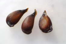 White-pear-seeds