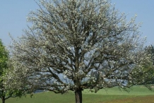 White-pear-tree