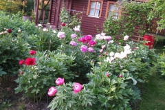 Different-varieties-of-White-peony