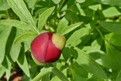Flowering-bud-of-White-Peony