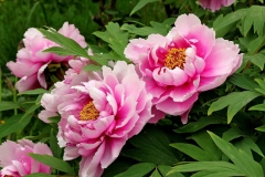 Flowers-of-White-Peony