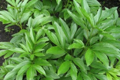 Leaves-of-White-Peony
