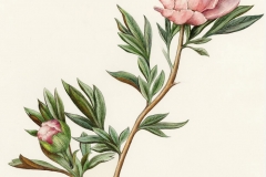 Plant-Illustration-of-White-Peony