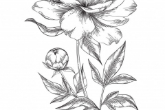 Sketch-of-White-Peony