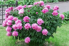 White-Peony-plant