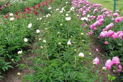 White-peony-garden