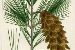 Plant-illustration-of-White-pine