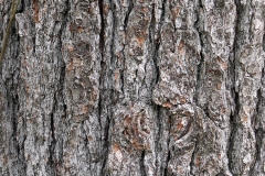 White-pine-bark