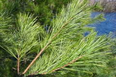 White-pine-leaves