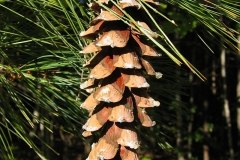 White-pine-mature-seed-cones