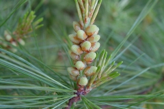 White-pine-pollen-cones