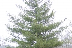 White-pine-tree