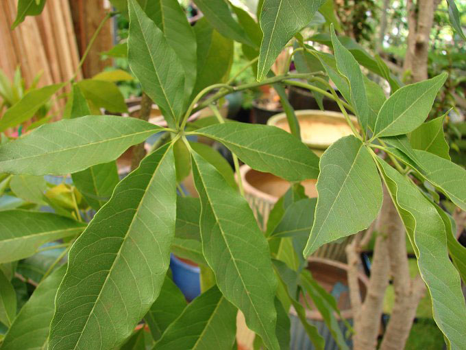 Leaves-of-White-sapote