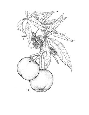 Plant-Illustration-of-White-sapote