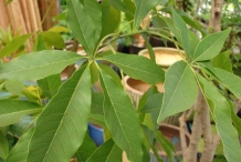 Leaves-of-White-sapote
