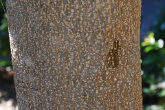 Bark-of-White-sapote