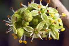 Closer-view-of-flowers-of-White-sapote