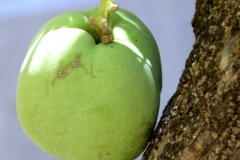 Closer-view-of-fruit-of-White-sapote